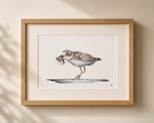 Wilson’s Plover No. 3