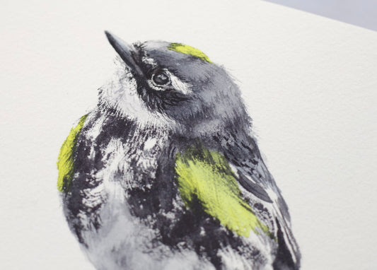 Yellow-rumped Warbler No. 1