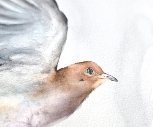 Mourning Dove No. 2