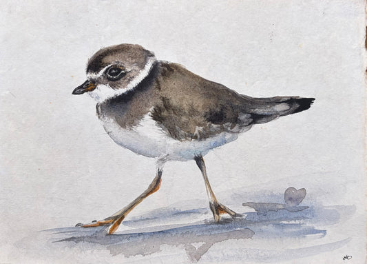 Ringed Plover No. 4