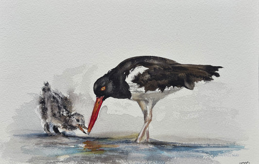 Oystercatcher No. 2