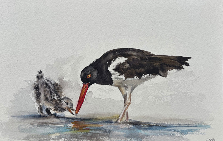 Oystercatcher No. 2