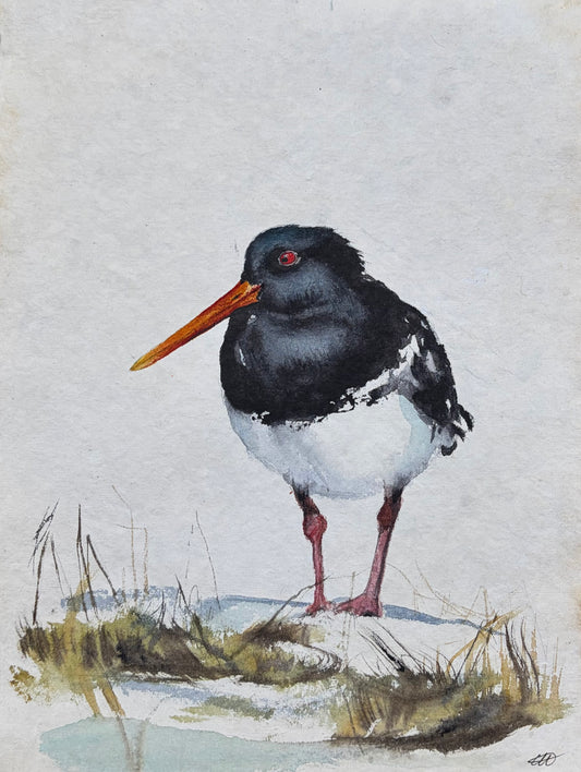 Oystercatcher No. 1