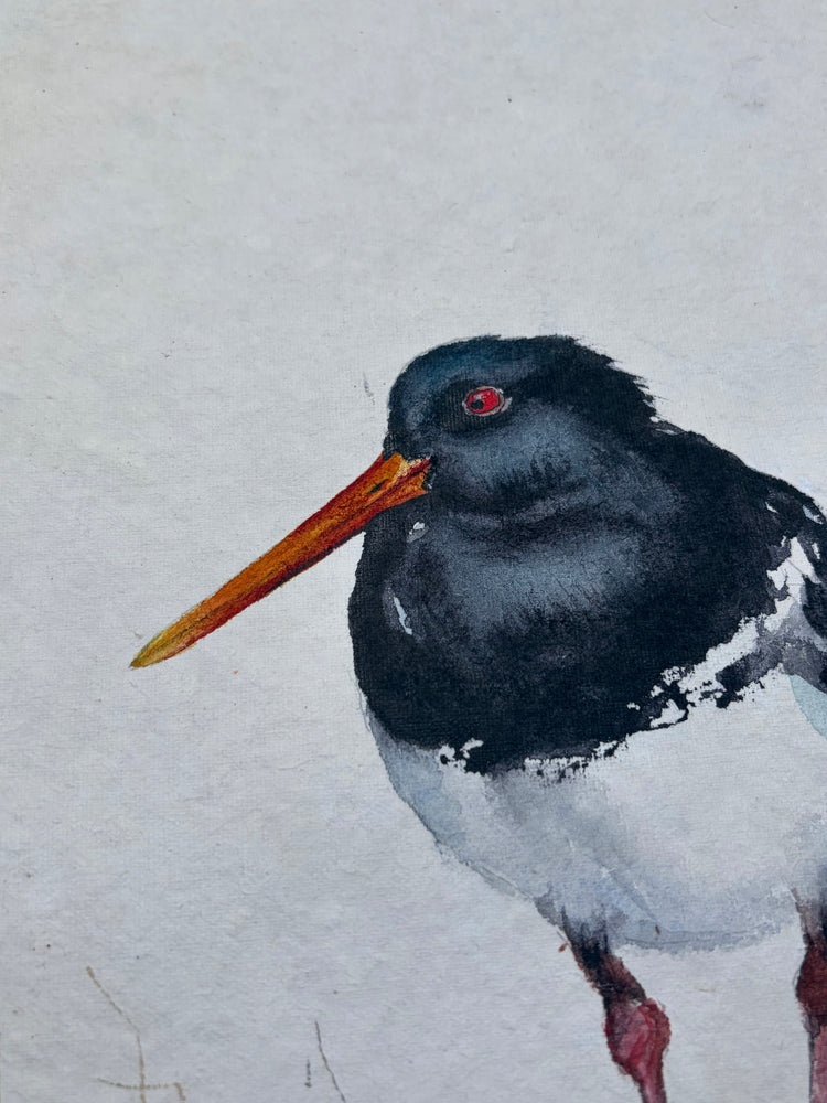 Oystercatcher No. 1