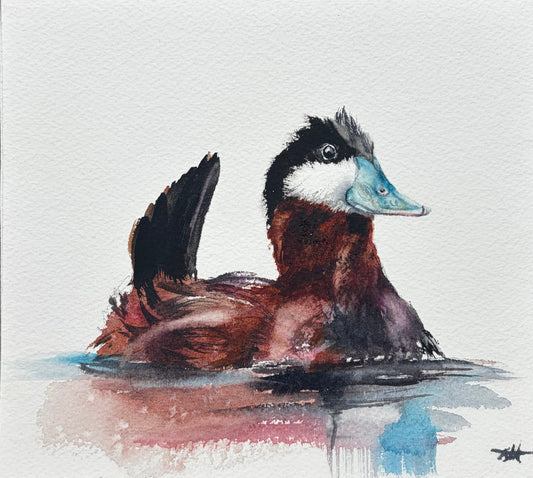 Ruddy Duck No. 1