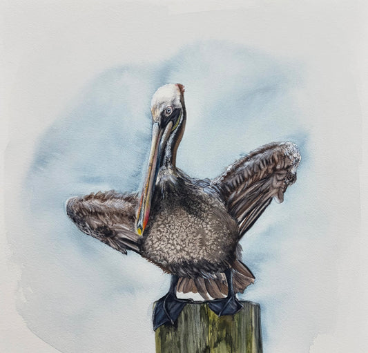 Eastern Brown Pelican No. 2