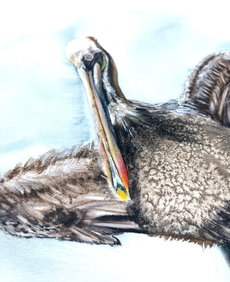 Eastern Brown Pelican No. 2