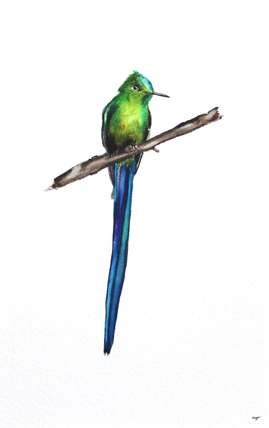 Violet-tailed Sylph Hummingbird No. 1