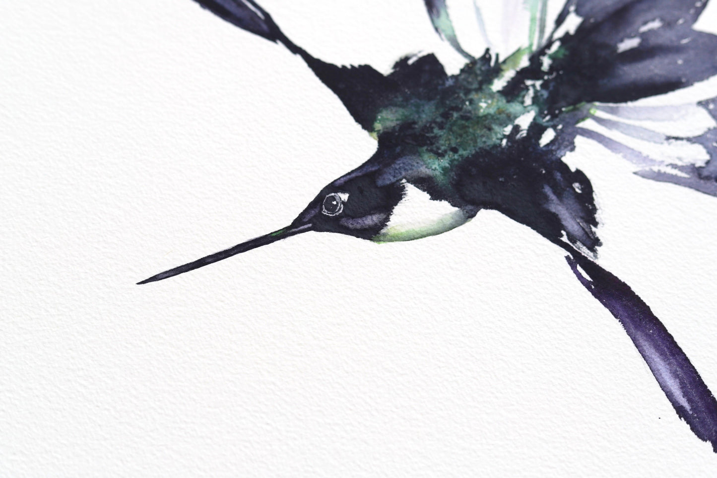 Black Jacobin Hummingbird No. 1