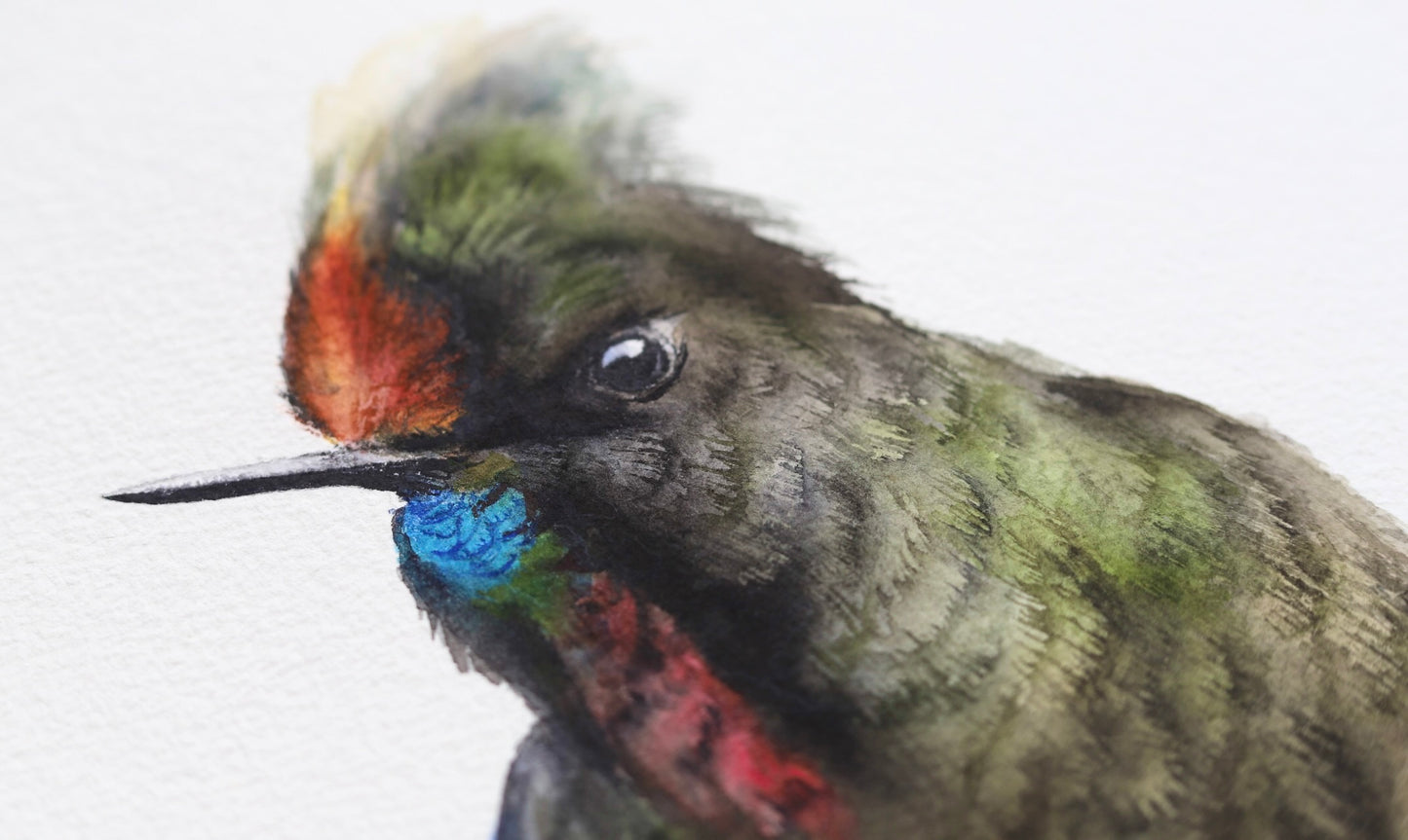 Rainbow-bearded Thornbill Hummingbird No. 1