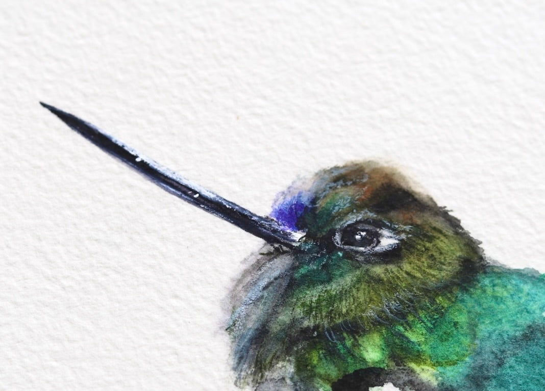 Long-tailed Sylph Hummingbird No. 1