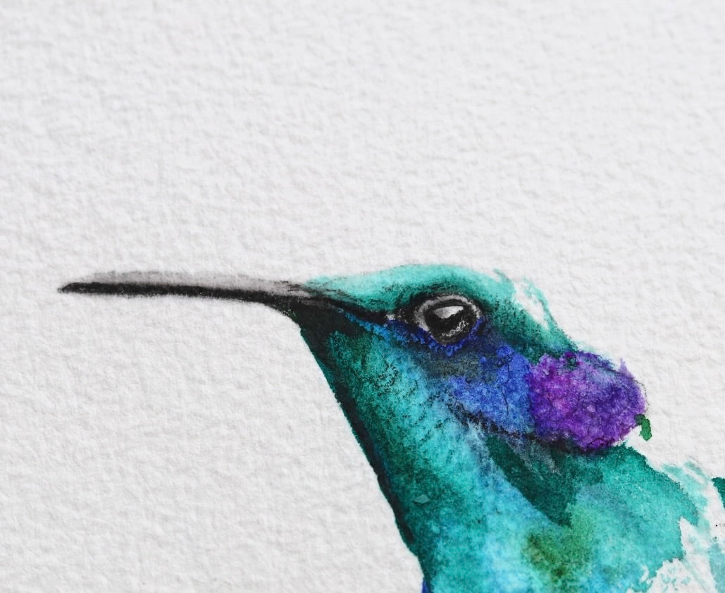 Mexican Violetear Hummingbird No. 1