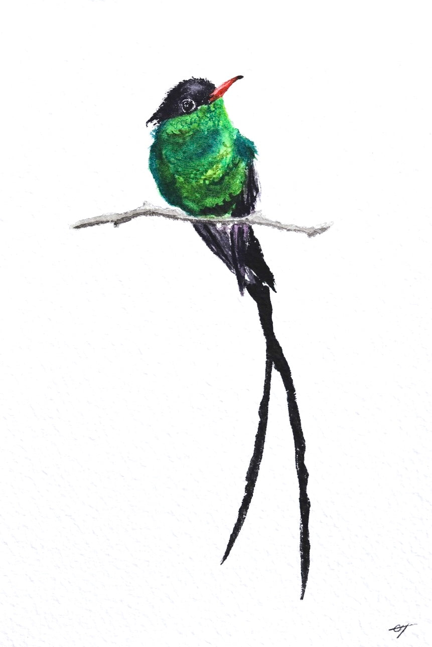 Red-billed Streamertail Hummingbird No. 1