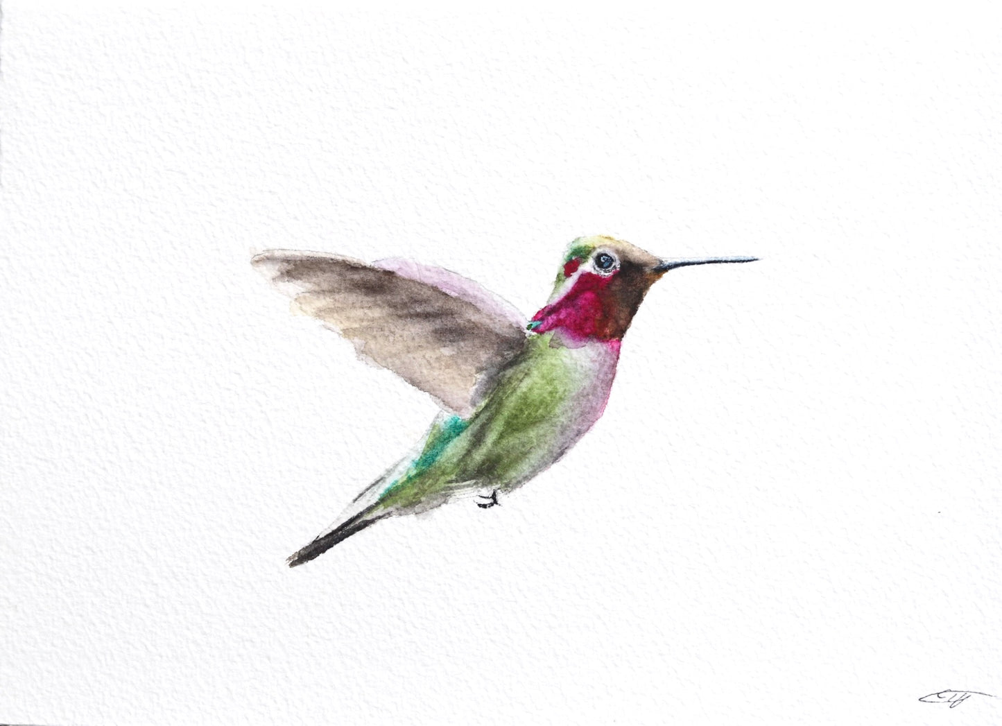 Anna’s Hummingbird No. 1
