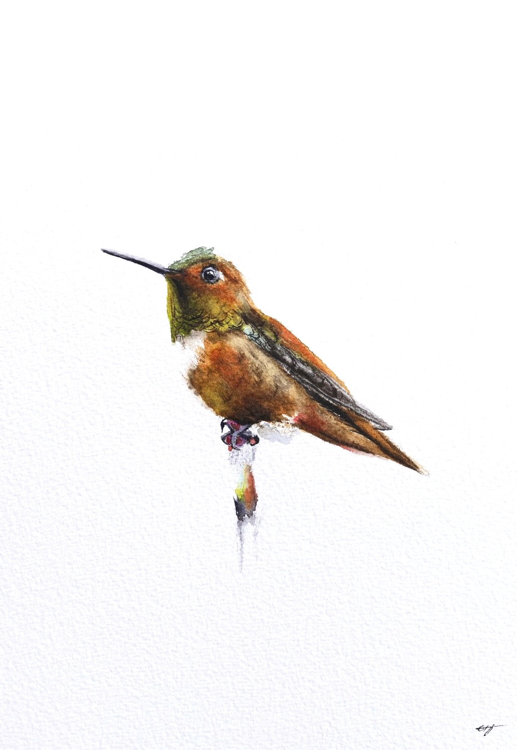 Rufous Hummingbird No. 1