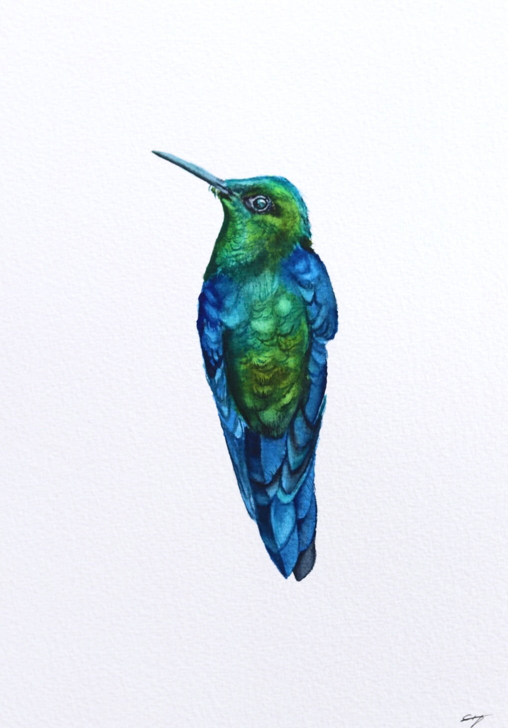 Violet-crowned Woodnymph Hummingbird No. 1