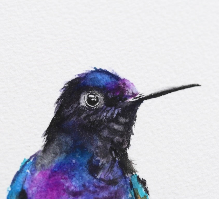 Violet Sabrewing Hummingbird No. 1