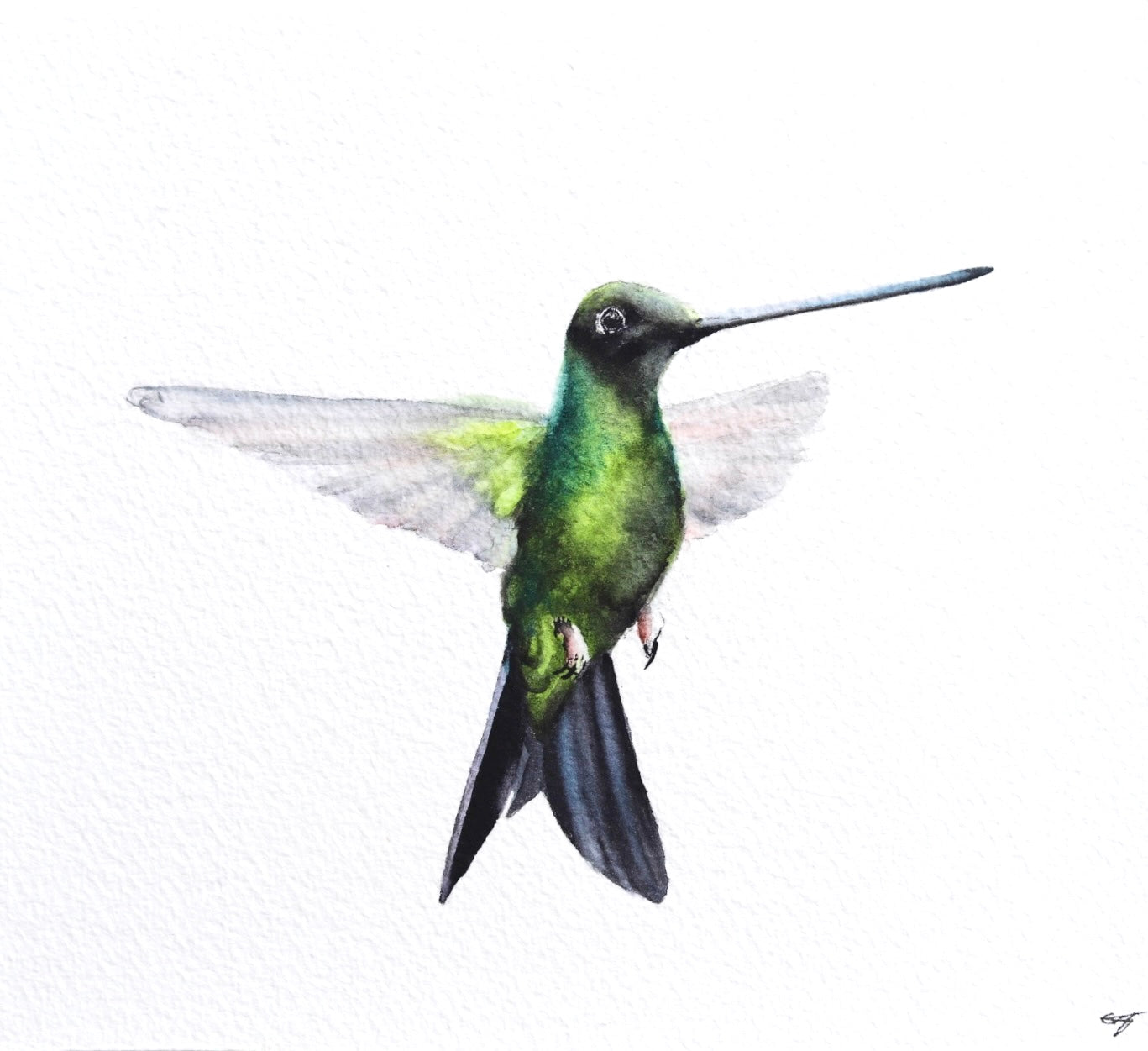 Sword-billed Hummingbird No. 1