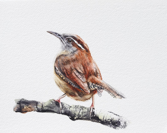 Carolina Wren No. 1
