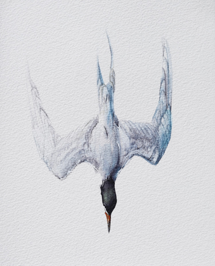Royal Tern No. 1