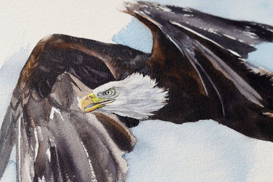 Bald Eagle No. 2