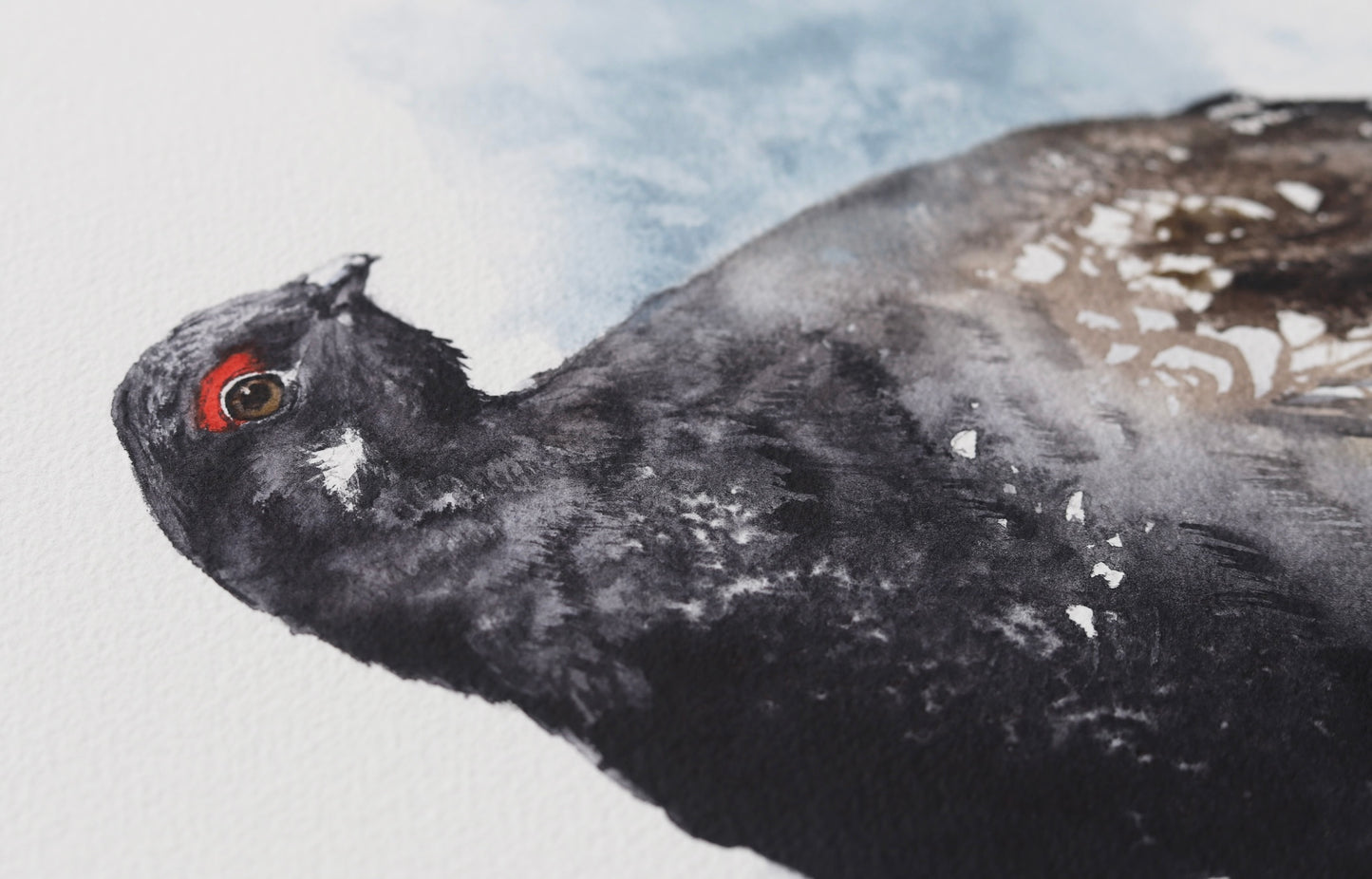 Spruce Grouse No. 1 - 11 x 14”