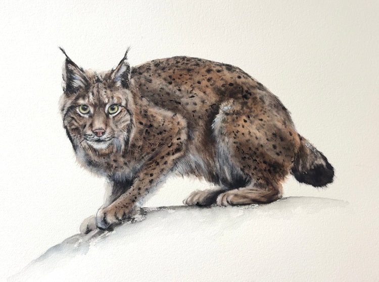 Eastern Bobcat No. 3