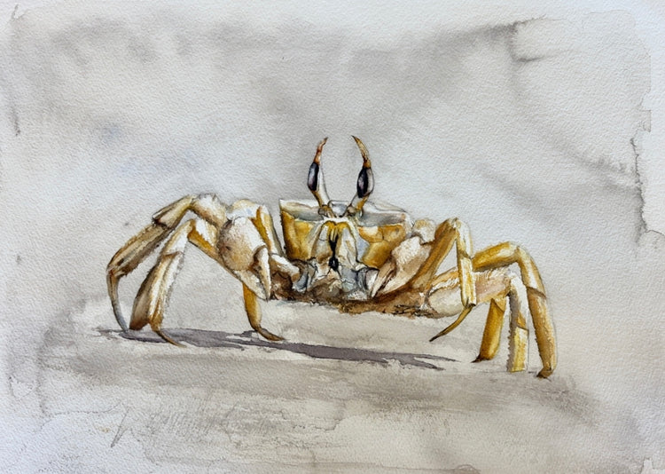 Ghost Crab No. 2