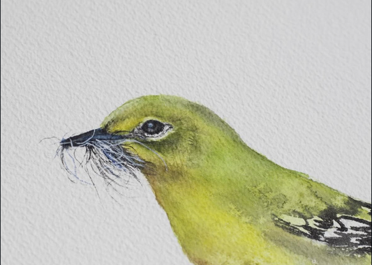 Pine Warbler No. 1