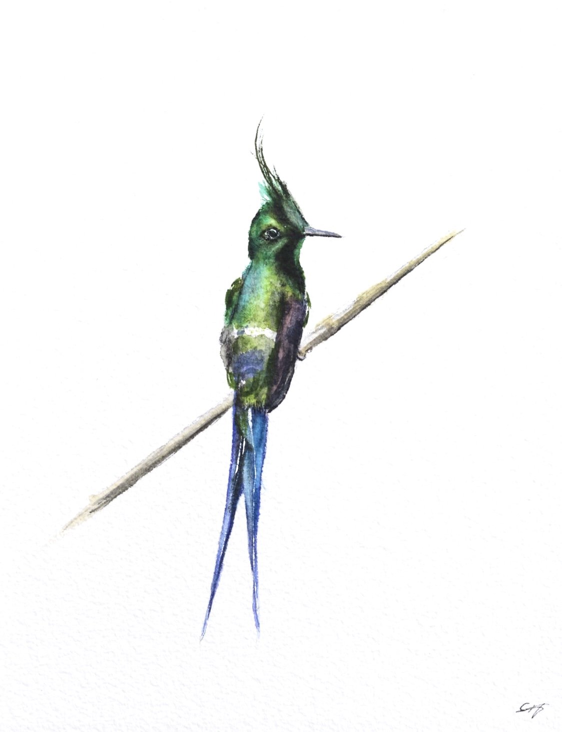 Wire-crested Thorntail Hummingbird No. 1