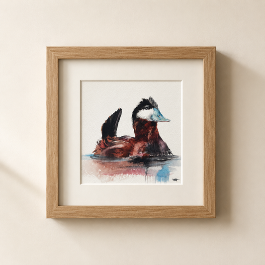 Ruddy Duck No. 1