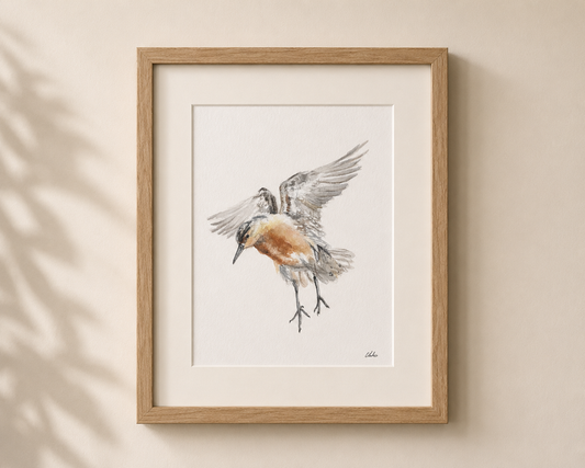 Red Knot No. 1
