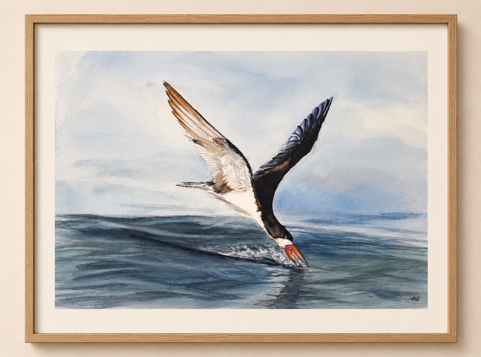 Oystercatcher No. 3