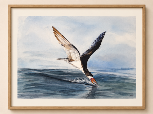 Oystercatcher No. 3