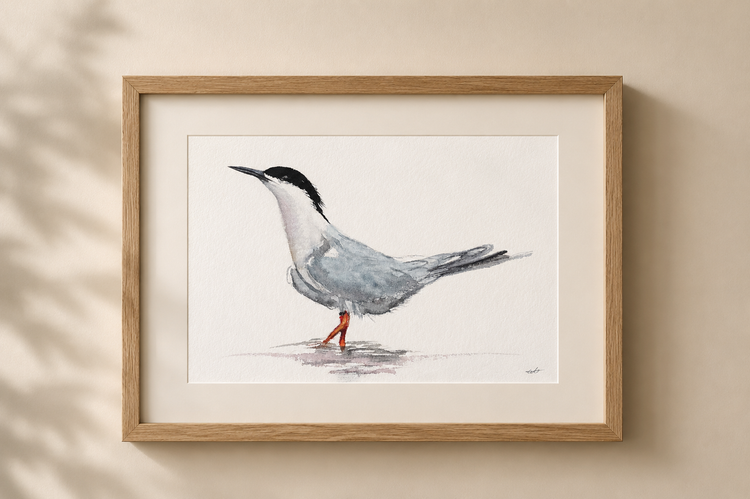 Common Tern No. 1