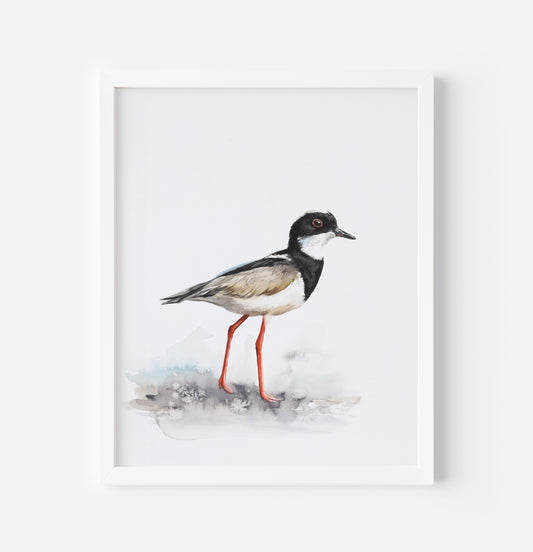 *NEW* PIED PLOVER 11x14 | PRINT