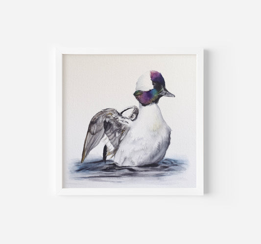 BUFFLEHEAD DUCK 16x16 | PRINT