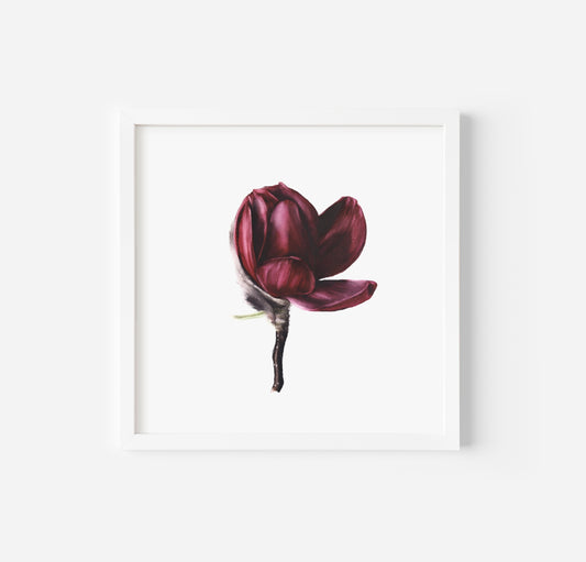 JAPANESE MAGNOLIA 16x16 | PRINT