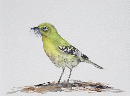 Pine Warbler No. 1