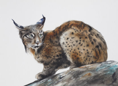 Eastern Bobcat No. 2