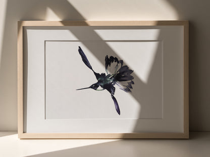 Black Jacobin Hummingbird No. 1 - 11 x 14