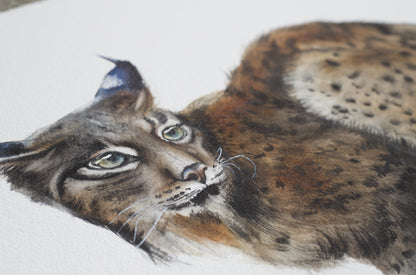 Eastern Bobcat No. 2