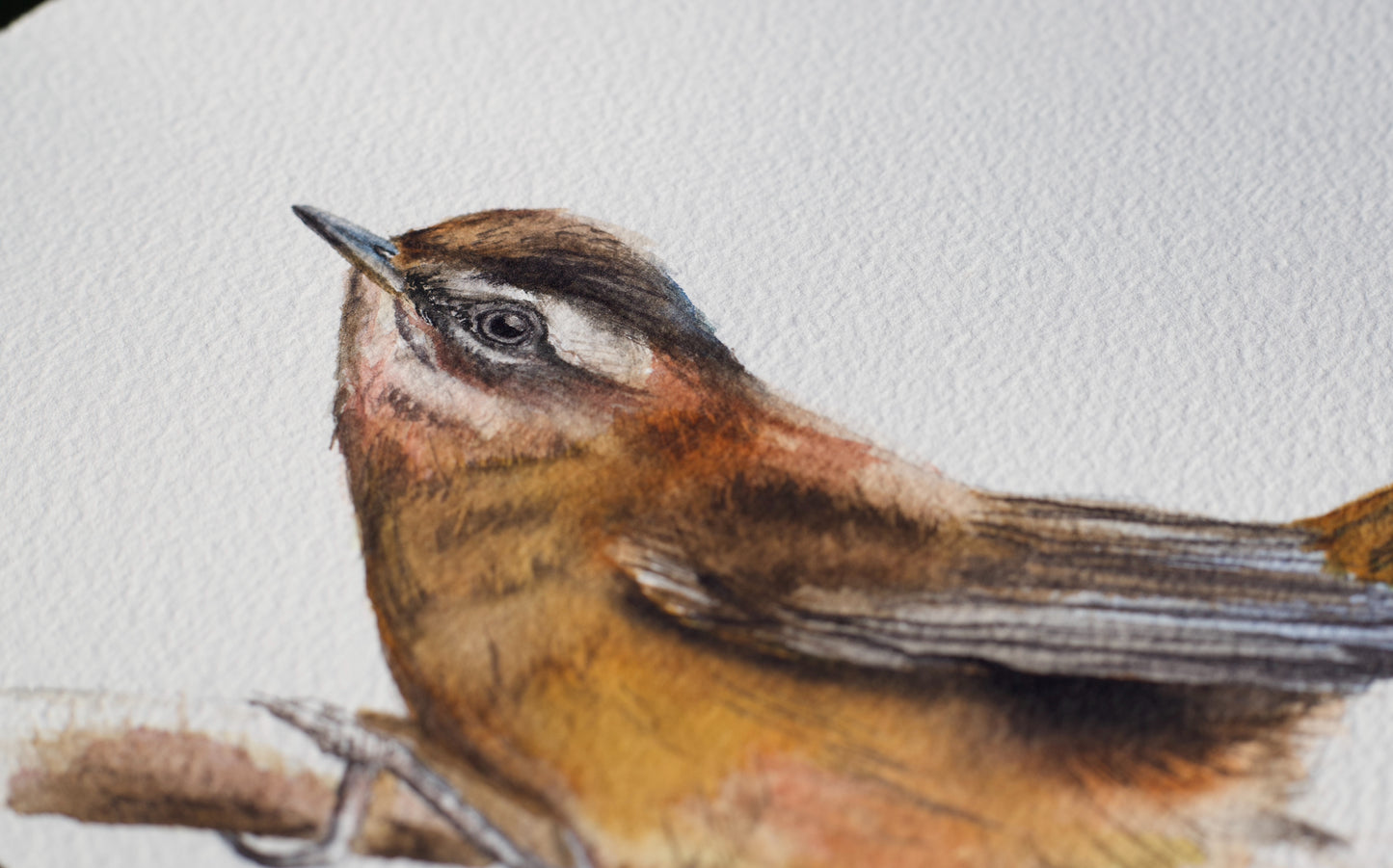 Moustached Warbler No. 1