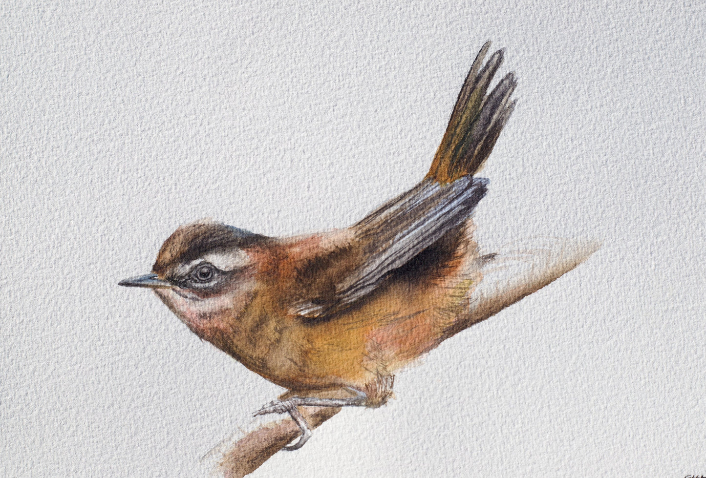 Moustached Warbler No. 1