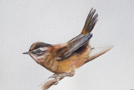 Moustached Warbler No. 1