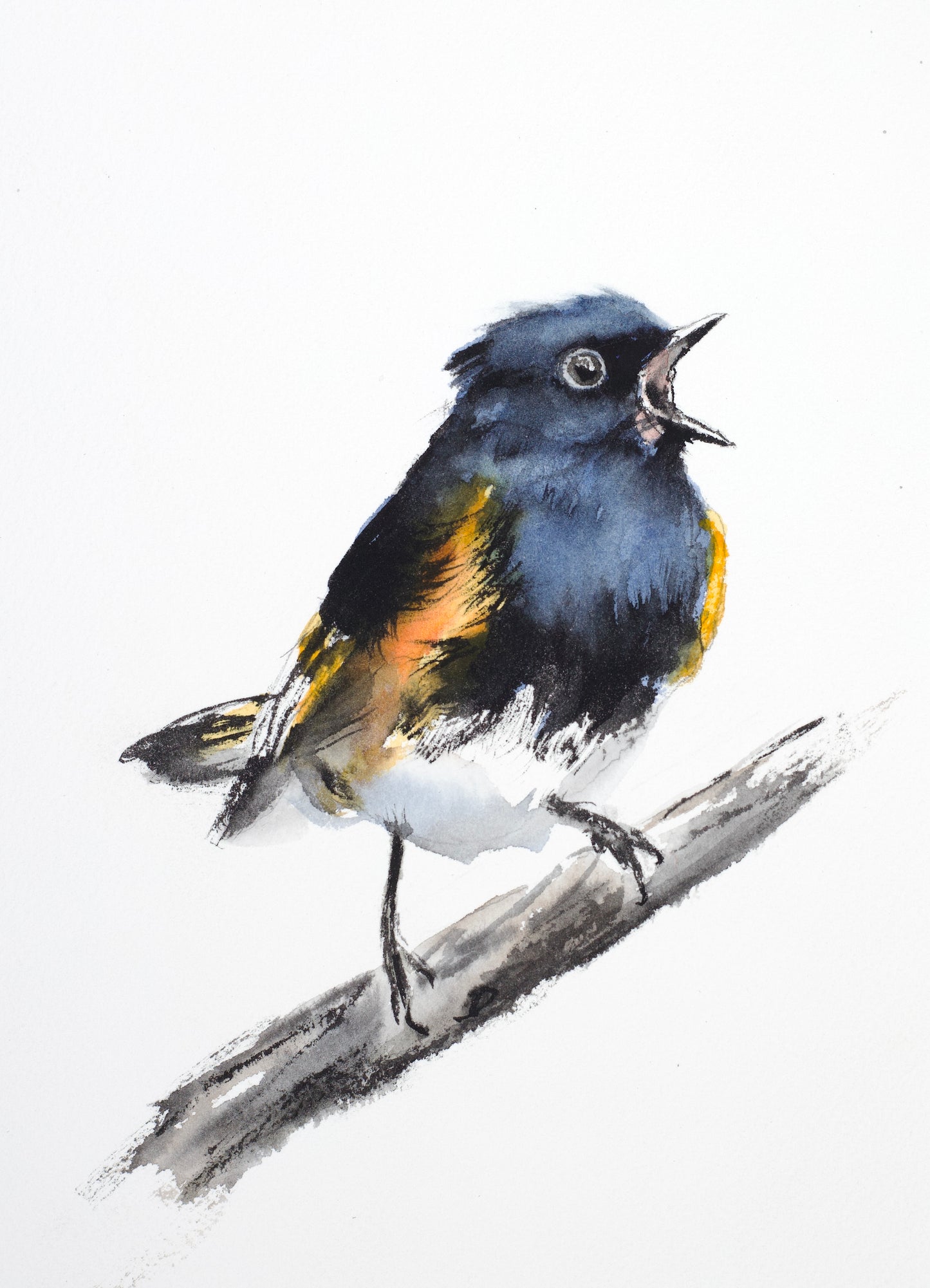 American Redstart No. 1