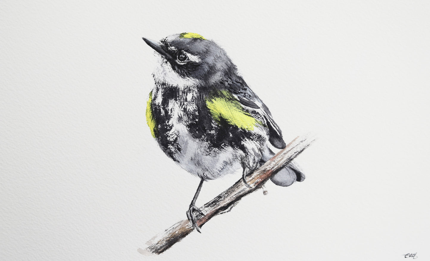 Yellow-rumped Warbler No. 1