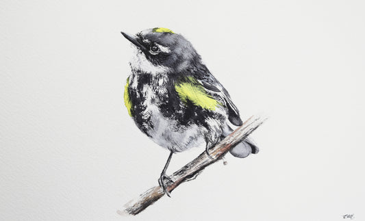 Yellow-rumped Warbler No. 1