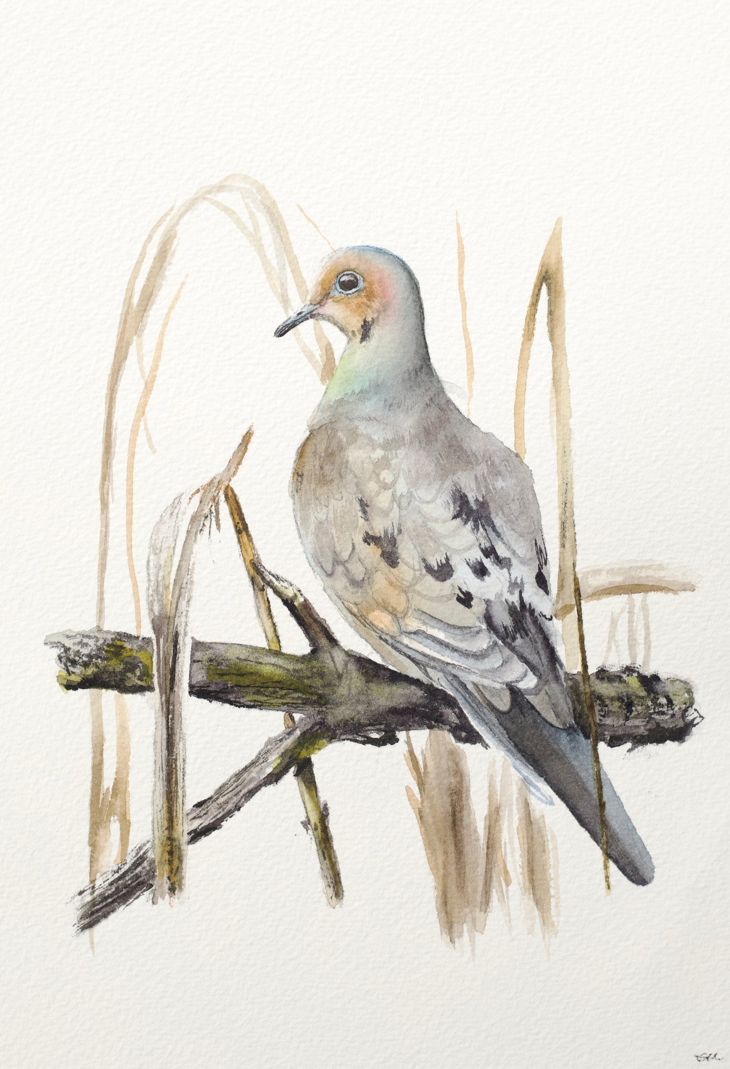 Mourning Dove No. 1