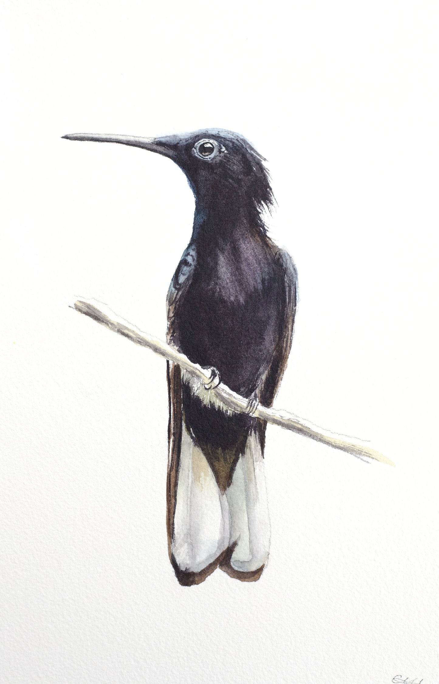 Black Jacobin  No. 1 - 8” x 10”